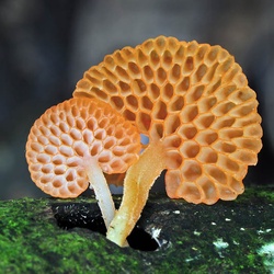 Madidi Mushrooms