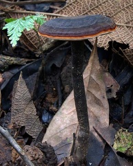 Amauroderma Jatun Sacha S