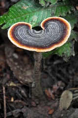 Amauroderma sprucei Q Masha S