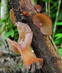 Auricularia auriculata Rurre 2013 cr S