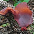 Auricularia Chalalan 2012 MS