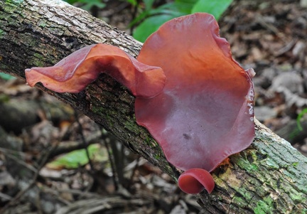 Auricularia Chalalan 2012 MS