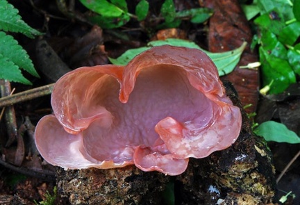 Auricularia CJL S