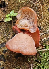 Auricularia delicata display S