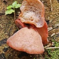 Auricularia delicata display S