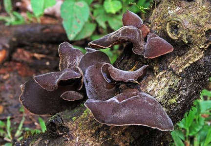 Auricularia cornea 2 JCL S