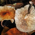 Collybia neotropica Masha S