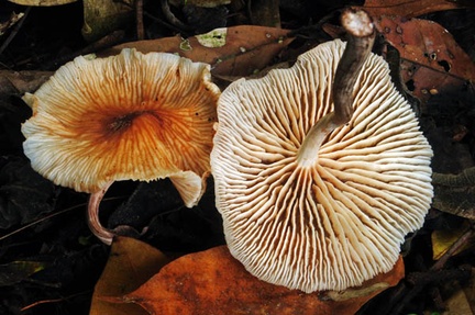 Collybia neotropica Masha S