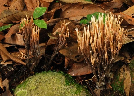 Clavulina sp Jatun Sacha S