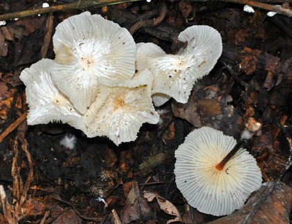 Collybia omphalodes QQ Chalalan S