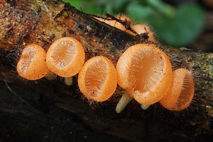 Cookeina tricholoma 5 S