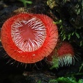 Cookeina tricholoma closeUp S