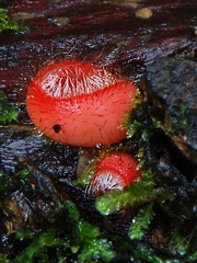 Cookeina tricholoma S