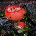 Cookeina tricholoma S