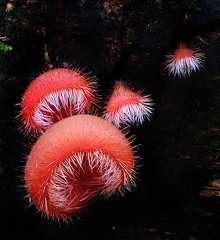 Cookeina tricholoma Madidi S