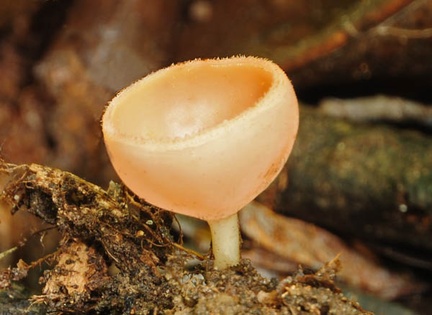 Cookeinia speciosa WM 2013 S