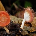 Cookeinia tricholoma Rurre 2013 S