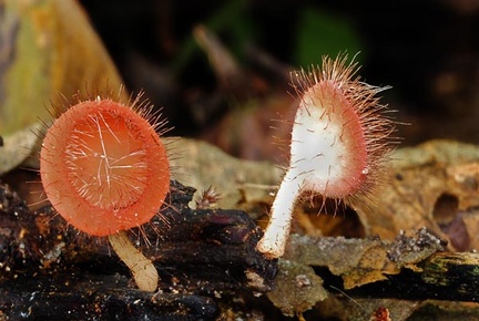 Cookeinia tricholoma Rurre 2013 S