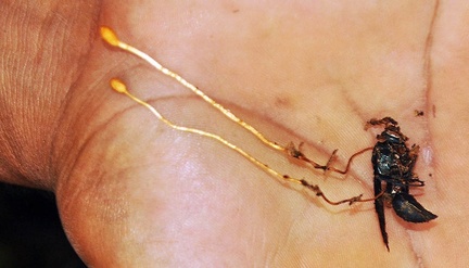 Cordycepes sphecocephala in hand Crr S