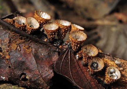 Cyathus striatus WM 2013 S