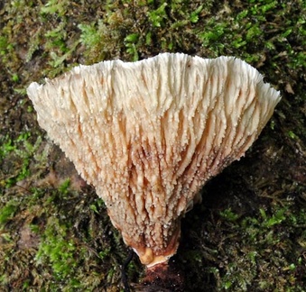 Cymatoderma dendriticum 264 ed Rurre S