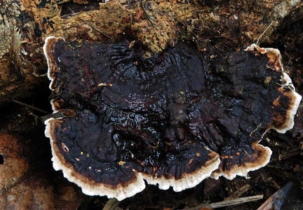 Earliella cap Chalalan 2012 MS