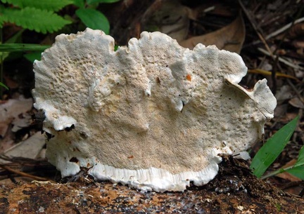 Earliella pores Chalalan 2012 cr MS