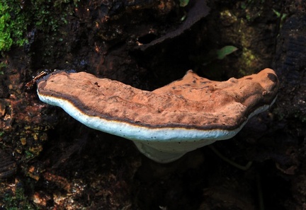 Ganoderma Ecuador Ed MS