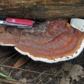 Ganoderma w knife Masha S