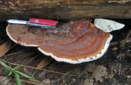 Ganoderma w knife Masha S