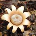 Geastrum 1 Mashaquipe DW S
