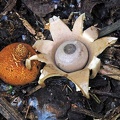 Geastrum lageniforme open & egg ed S
