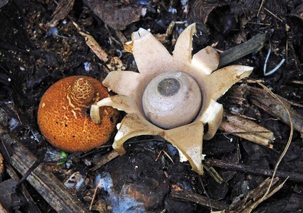 Geastrum lageniforme open &amp; egg ed S