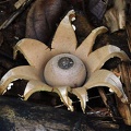 Geastrum lageniforme ed S