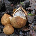 Geastrum lageniforme opened egg S