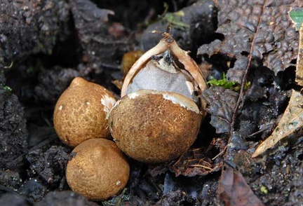 Geastrum lageniforme opened egg S