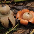 Geastrum WM 2013 S