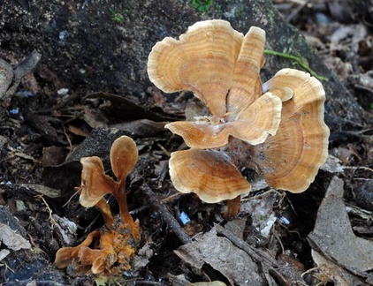 Hymenochaete damaecornis Chalalan 2012 Cr S