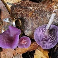 Laccaria amethystina Chalalan S