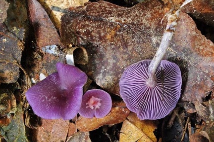 Laccaria amethystina Chalalan S