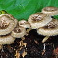 Lentinus crinitus Chocolatal S