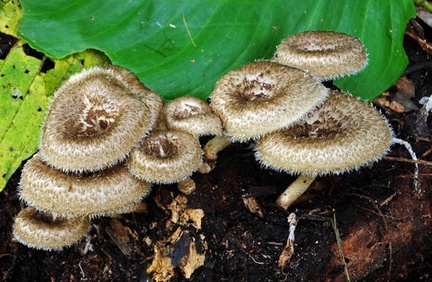 Lentinus crinitus Chocolatal S