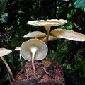 Lentinus crinitus disp S 2012