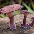 Lentinus strigosus S
