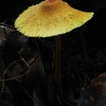 Leucocoprinus birnbaumii S