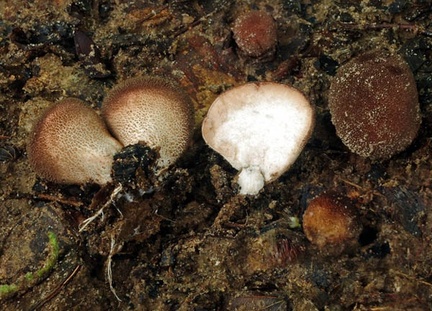 Lycoperdon Masha S