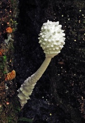 Leucocoprinus cepaestipes Chalalan S