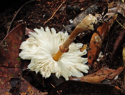 Macrolepiota columbiana Masha gills S