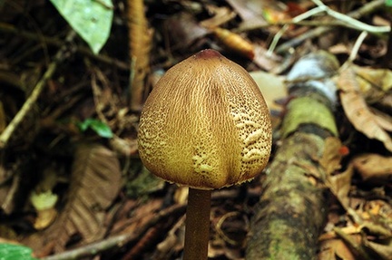 Macrolepiota columbina cap Chalalan S