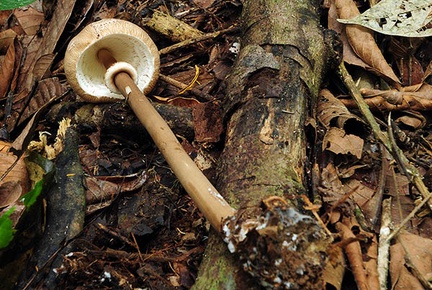 Macrolepiota columbina Chalalan S